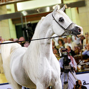 Imperial Baarez - Champion Stallion - Al Khalediah Arabian Horse Festival - January 2009