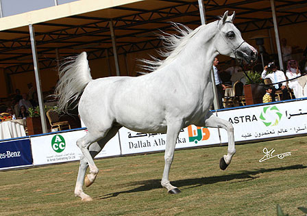 Bess Faizah - Champion Mare - Al Khalediah Arabian Horse Festival - January 2009