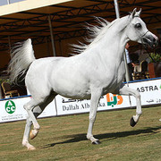Bess Faizah - Champion Mare - Al Khalediah Arabian Horse Festival - January 2009