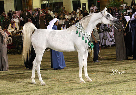 Badawieh - Reserve Champion Filly