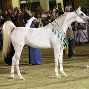Badawieh - Reserve Champion Filly