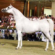 Imperial Baarez - Champion Stallion - Al Khalediah Arabian Horse Festival - January 2009