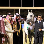 Om El Extream - Reserve Champion Stallion - Al Khalediah Arabian Horse Festival - January 2009