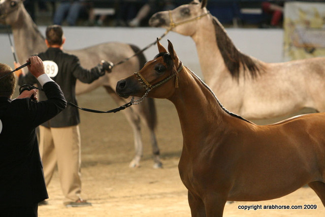 2009 Egyptian Event - Championships