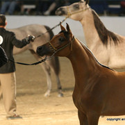 2009 Egyptian Event - Championships