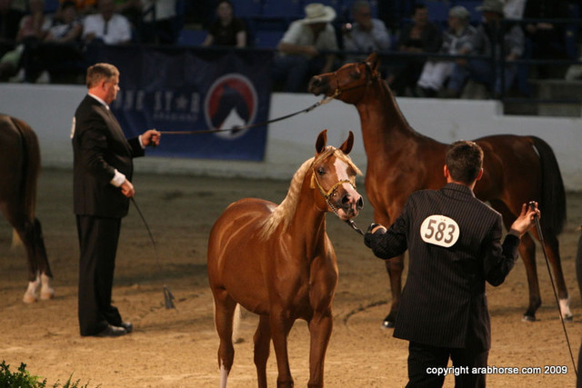 2009 Egyptian Event - Championships