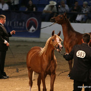2009 Egyptian Event - Championships