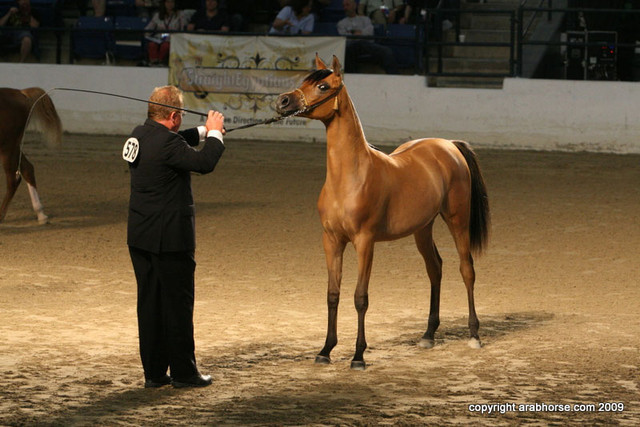 2009 Egyptian Event - Championships