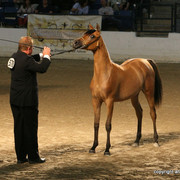2009 Egyptian Event - Championships