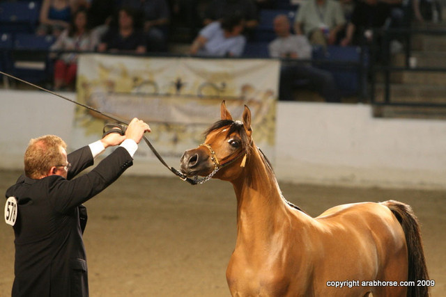 2009 Egyptian Event - Championships