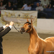 2009 Egyptian Event - Championships