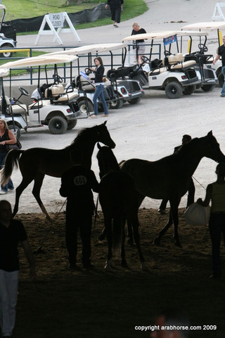 2009 Egyptian Event - Championships