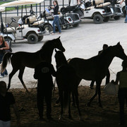 2009 Egyptian Event - Championships