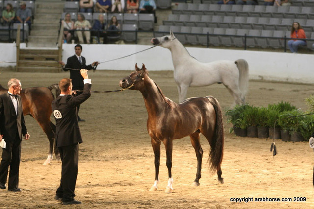 2009 Egyptian Event - Championships