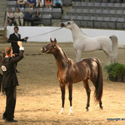 2009 Egyptian Event - Championships