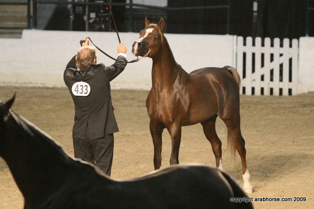 2009 Egyptian Event - Championships
