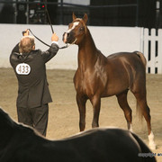 2009 Egyptian Event - Championships