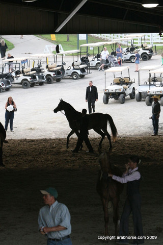 2009 Egyptian Event - Championships