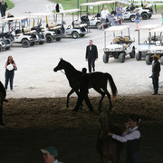 2009 Egyptian Event - Championships