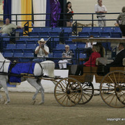 2009 Egyptian Event - Championships