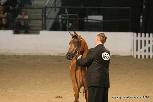 2009 Egyptian Event - Championships