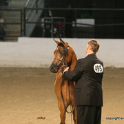 2009 Egyptian Event - Championships