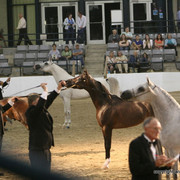 2009 Egyptian Event - Championships