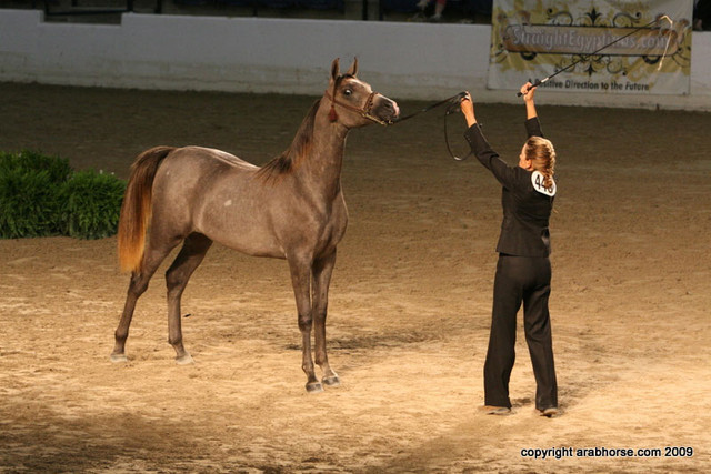 2009 Egyptian Event - Championships