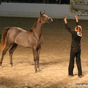 2009 Egyptian Event - Championships