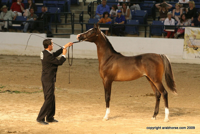2009 Egyptian Event - Championships