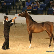 2009 Egyptian Event - Championships