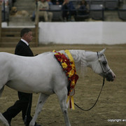 2009 Egyptian Event - Championships