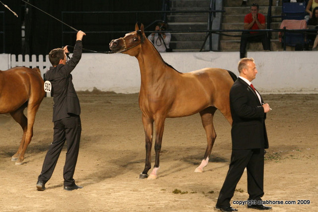 2009 Egyptian Event - Championships