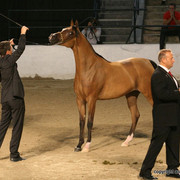 2009 Egyptian Event - Championships