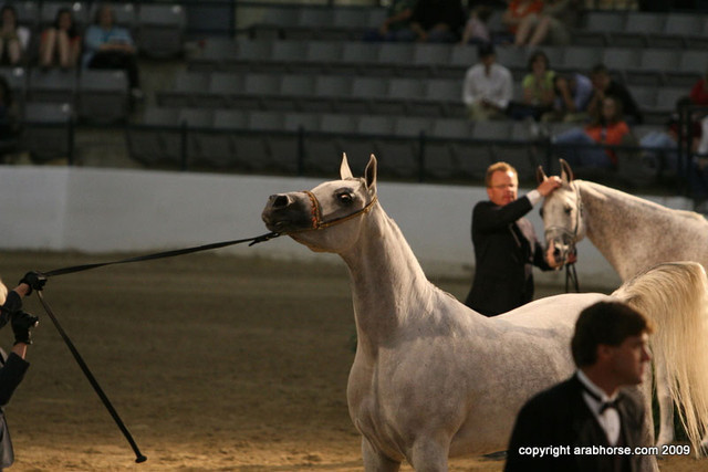 2009 Egyptian Event - Championships