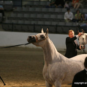 2009 Egyptian Event - Championships