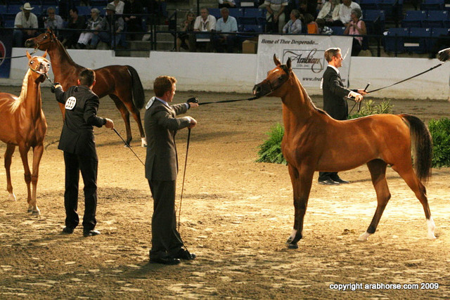 2009 Egyptian Event - Championships
