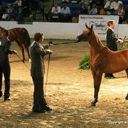 2009 Egyptian Event - Championships