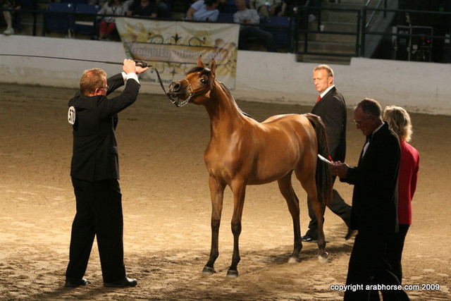 2009 Egyptian Event - Championships