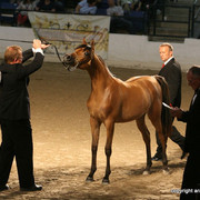 2009 Egyptian Event - Championships