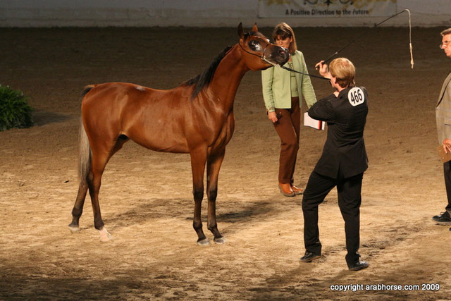 2009 Egyptian Event - Championships