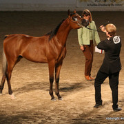 2009 Egyptian Event - Championships