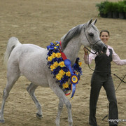 2009 Egyptian Event - Championships