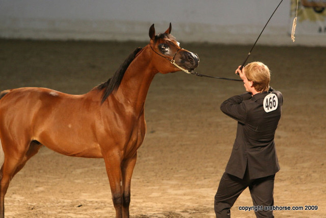 2009 Egyptian Event - Championships