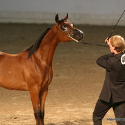 2009 Egyptian Event - Championships