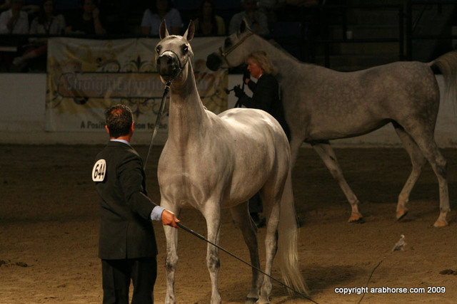 2009 Egyptian Event - Championships