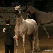 2009 Egyptian Event - Championships