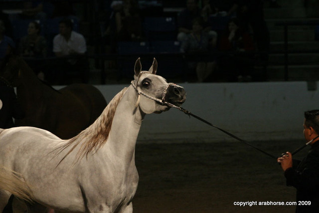 2009 Egyptian Event - Championships