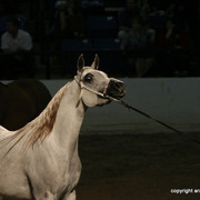 2009 Egyptian Event - Championships