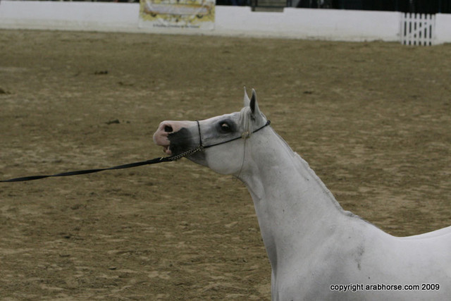 2009 Egyptian Event - Championships